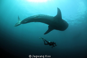 Whale Shark and Diver by Jagwang Koo 
